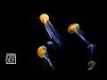 Dormiret mditation musique 12 hrs avec le cosmos sea nettlemedfish