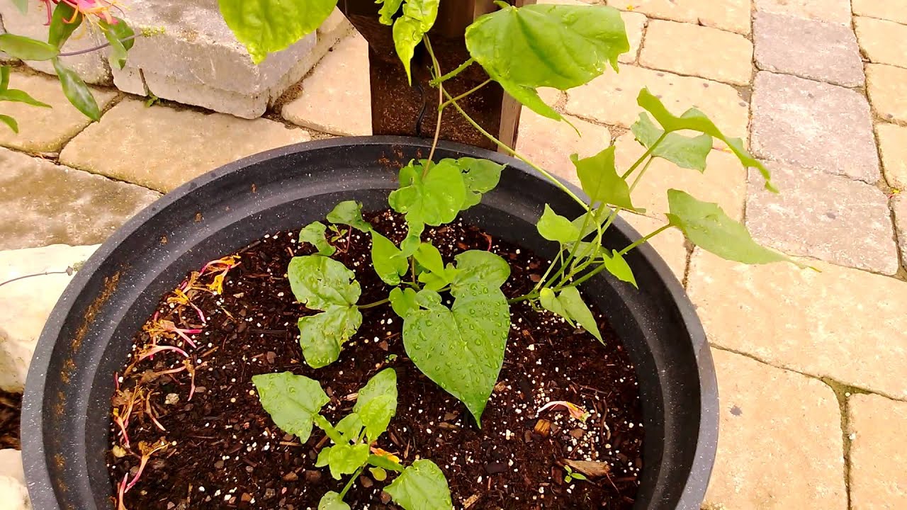 Annual Vine growth rate race Hyacinth, Morning Glory and Moonflower
