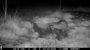 New Forest Explorers Guide - Badger cubs in the days after first emergence above ground