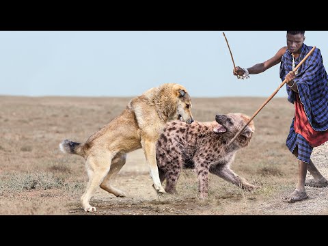 These Dog Breeds Are Unbreakable (but they can break you)