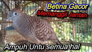 Perkutut Betina gacor - Memanggil jantan