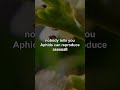 The truth about Aphids Reproduce Asexually that nobody tells you... #Shorts