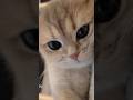 Cute Cats ❤️ Kittens #котики
