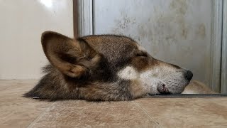 【閲覧注意！！】狼犬の生首が動き出す！ screenshot 1