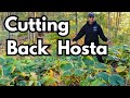 How to Cut Back Hosta in Fall: The Complete Guide | Hosta Maintenance