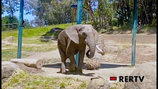 Relaxed Afternoon Stroll Through the Oakland Zoo | 4K UHD Not Much Talk Tour