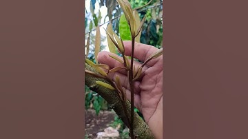 có nên để cành bơi để làm bông sầu riêng hay không nên.#saurieng