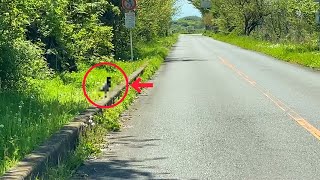 まさかの生き物が縁石で遊んでいるので近づいてみたら、あまりにもフルンドリーだった