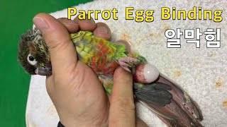 코뉴어 알막힘 처치 영상 - Parrot Egg Binding / How To Treatment