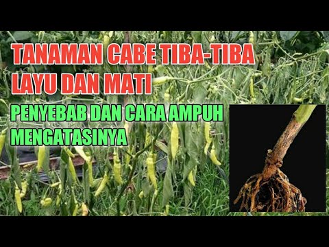 Video: Tips Dan Informasi Mengobati Busuk Akar Pada Tanaman Rumah