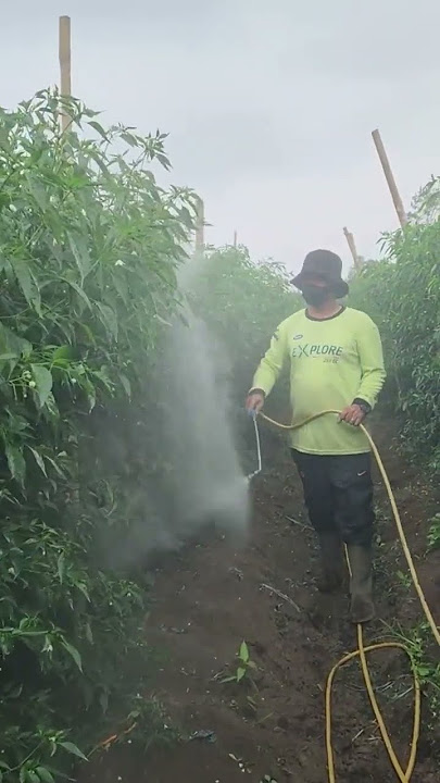 Rando jawak tanaman cabe lokal siboras #cabelokal