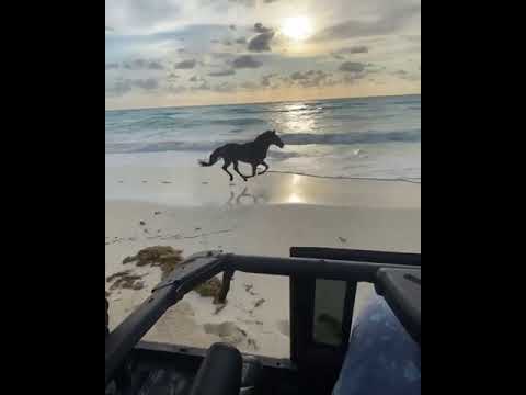 Лошадь, бегущая по берегу...
