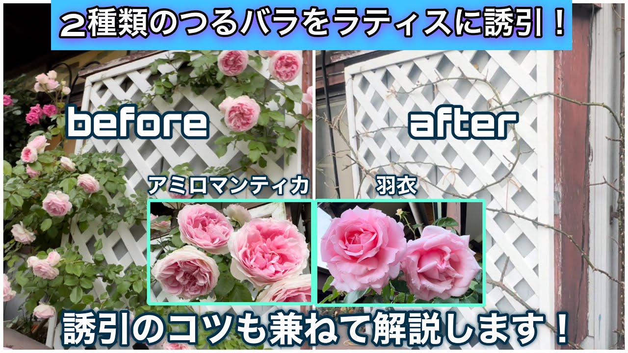 2種類のつるバラをラティスに誘引!誘引のコツも兼ねてご紹介します 2種類のつるバラをラティスに誘引!誘引のコツも兼ねてご紹介します