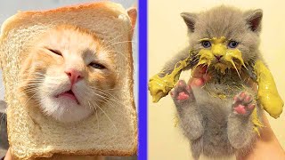 BEST CAT MEMES COMPILATION OF 2020 PART 37 (FUNNY CATS)