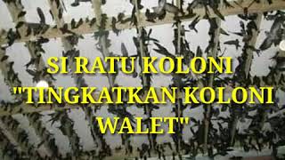 SI RATU KOLONI (Suara Inap Yang dicari-cari petani walet)