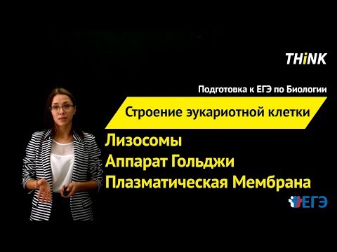 Строение эукариотной клетки: Лизосомы, Аппарат Гольджи... (3/4) | Подготовка к ЕГЭ по Биологии