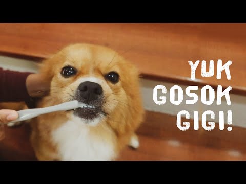 Video: 3 Tips Untuk Kesehatan Gigi Anjing yang Lebih Baik