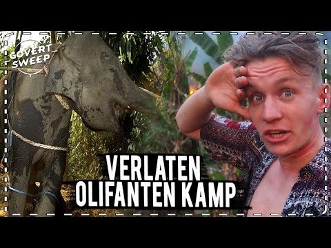 Video: Slaap Met Olifanten In De Jungle-bubbels Van Dit Luxe Resort In Thailand