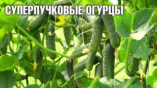 Суперпучковые гибридные огурцы ☆ Урожайные семена ☆уральский дачник(Суперпучковые гибридные огурцы ☆ Урожайные семена ☆Уральский дачник Выбираем семена суперпучковые гибри..., 2016-11-09T14:03:21.000Z)