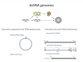 DNA virus genomes