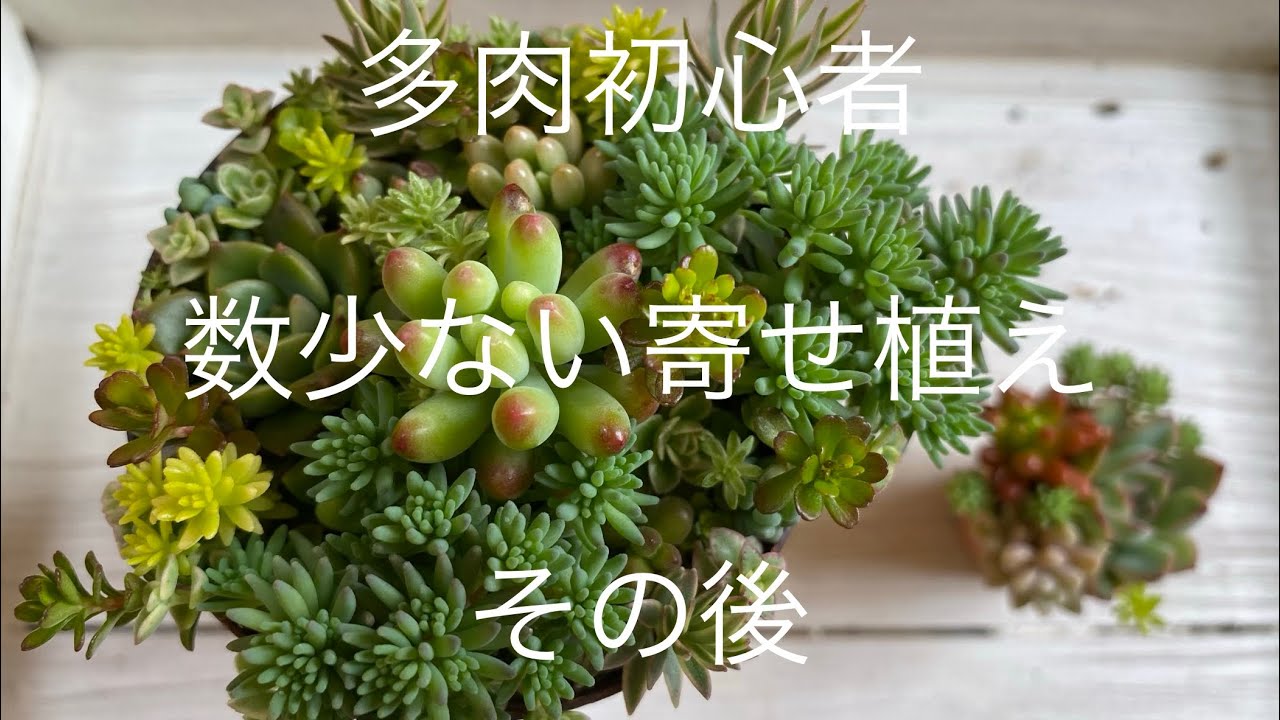 多肉植物初心者 寄せ植えのその後 Youtube