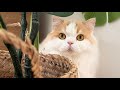 地震で怯えていた猫と犬を災害でも守れるように対策しました!