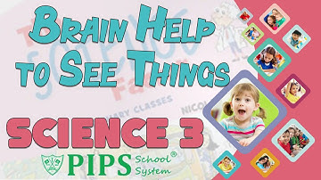 Grade 3 Science lecture no 2 what does your brain help to see by PIPS School System Hafizabad