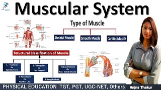 Muscular System | Classification of Muscle screenshot 1