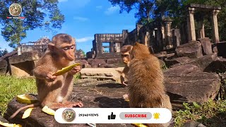 I bought some fruit send the monkey In ancient temples​ in the forest at the jungle city it so happy by CC Strong 368 views 2 years ago 8 minutes, 15 seconds