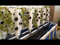 Build aquaponic system at home harvest fresh vegetables and fish every time