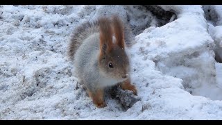 Белка лижет соль, которой посыпают дороги / Squirrel licks the salt that is sprinkled on the roads