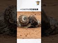 ハリネズミの防御機構