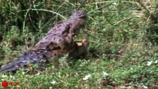 Tiger Vs Crocodile | Tigers Defeated Crocodiles Because Of Scramble For Food