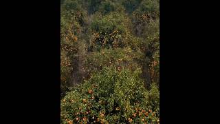 Juicy Secret of Brazil | 35 Millions ton of Oranges | largest Exporter  #short #shorts #brazil