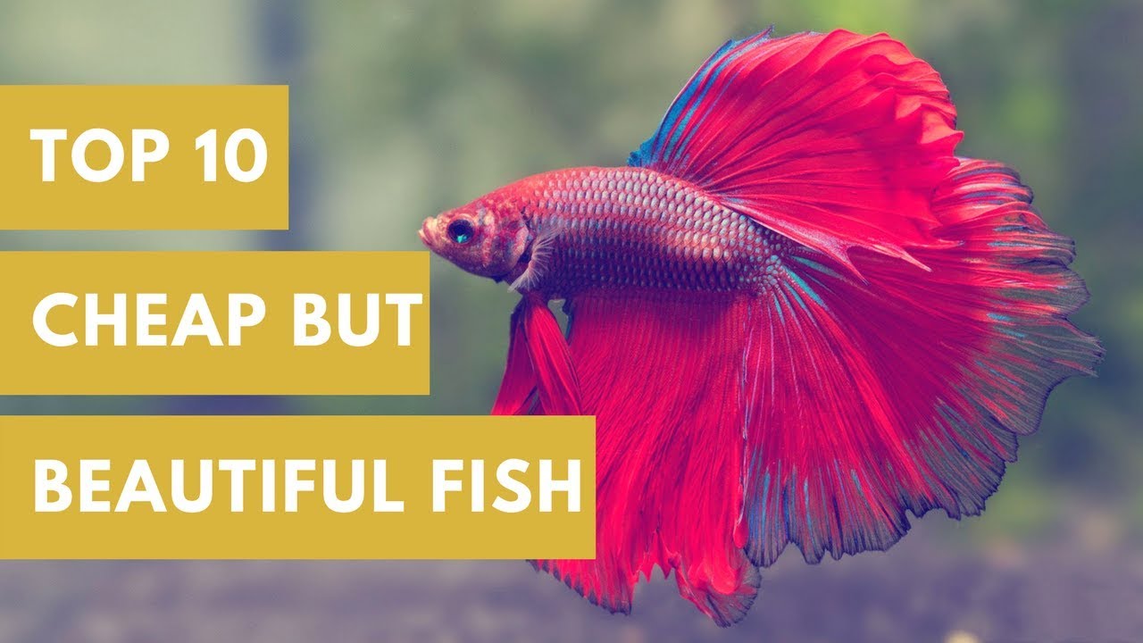 Top 10 Cheap But Beautiful Fish - YouTube