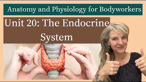 A & P Unit 20: The Endocrine System | MBLEx Prep