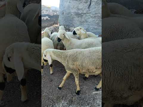 HASTANENİN KAPISINA KAR DOLDU   (ölüm ver Allahım ayrılık verme )  TARIK KARA