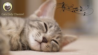 Music to Relax Cats - Deep Sleep Music, Stress Relief,  Relaxing Piano Music by Cats Only Channel 113,249 views 7 months ago 3 hours, 10 minutes