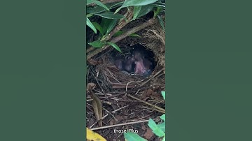 🪺 🐣 Day 3: Hatchlings Are Fuzzier. The Cleanest Nest? #birds #garden