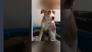 Saving a Life, Finding Hope❤️#animals #rescue #lovestory #fyp #foryou