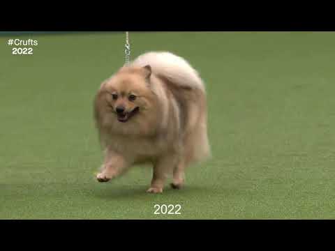 Best of Breed, Utility Group|GERMAN SPITZ (MITTEL)|