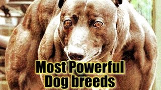 Most Powerful Dog Breeds by DOG tubed 47 views 1 year ago 1 minute, 48 seconds