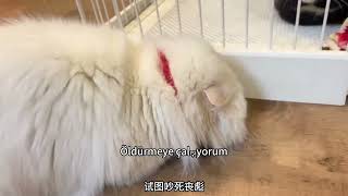 Kedi dünyasının klavye savaşçısı kim? Tuanzi dünyada eşsiz!