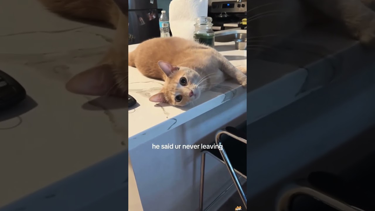 Cat sits on laptop, owner can’t work 🐱💻 