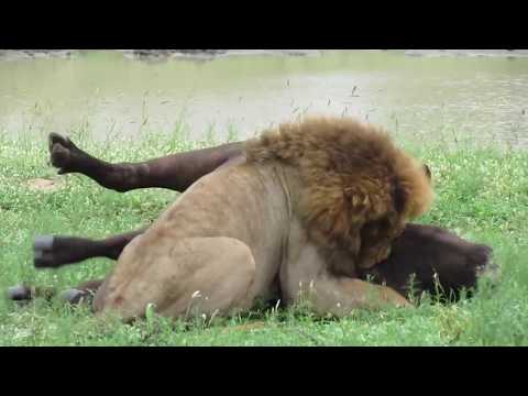 IMPRESIONANTE León macho caza a un enorme Búfalo de 400kg solo HD