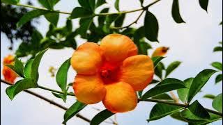 Download Video ini Secara Percuma, tiada tuntutan hak cipta #free to download no copyright claim