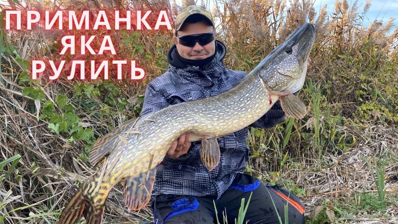 Ловля ЩУКИ восени🍂  Приманка для ТРОФЕЙНОЇ ЩУКИ