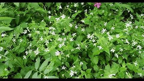 Olympus Omd Em1 Mark ii 4K Without editing