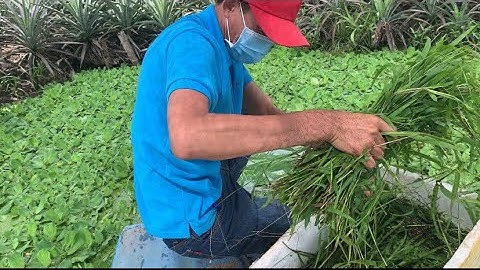 Giao Ốc Bươu Đen Giống Cho Khách Hàng Ở Gò Quao-Kiên Giang | Liệt Vlog