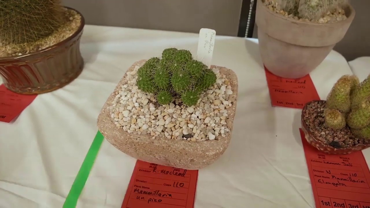 Cacti Id: Mammillaria rhodantha, mammillaria pringlei, mammillaria hahniana, mammillaria elongata...